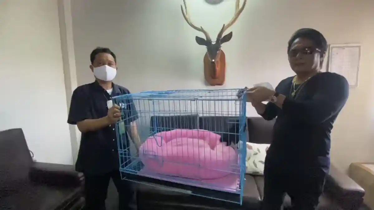 Owa Siamang Milik Bupati Badung Diserahkan ke BKSDA Bali, Akan Dilepasliarkan di Hábitat Aslinya
