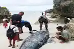 PENGUKURAN-Tim-dari-Balai-Pengelolaan-Kelautan-Kupang-ketika.jpg