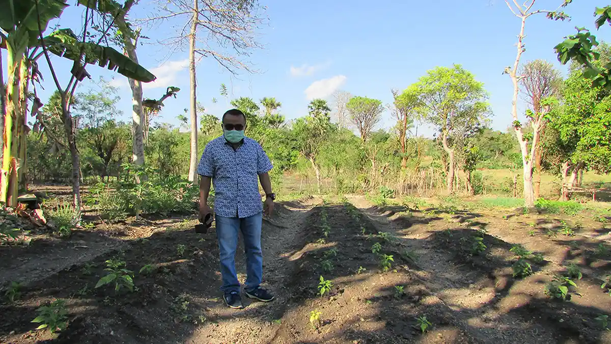 Cara Jitu Mengatasi Penyakit Darah Pisang, Petani di Ende dan Flores Simak