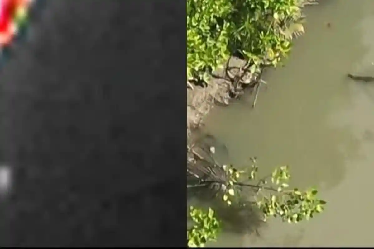 Buaya Munculkan DIri Saat Tim Basarnas Cari Warga yang Hilang di Sungai Kalukku Mamuju