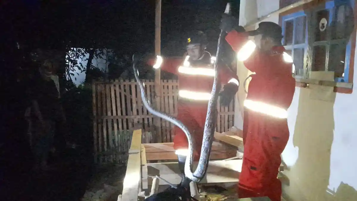 Sempat Dilihat Anak-Anak, Ular Piton 3 Meter di Kuningan Berhasil Dievakuasi Petugas Damkar