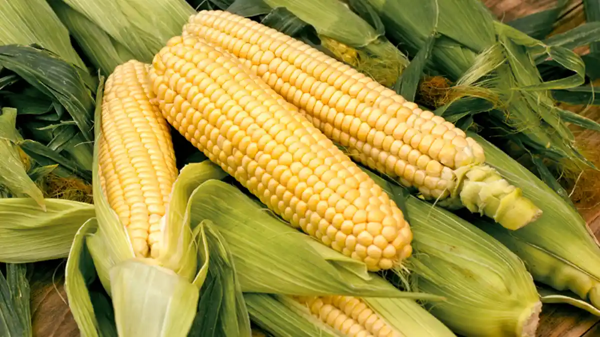 Cara Simpan Jagung yang Benar di Dalam Kulkas, Tetap Manis dan Tidak Kering dalam Waktu Lama