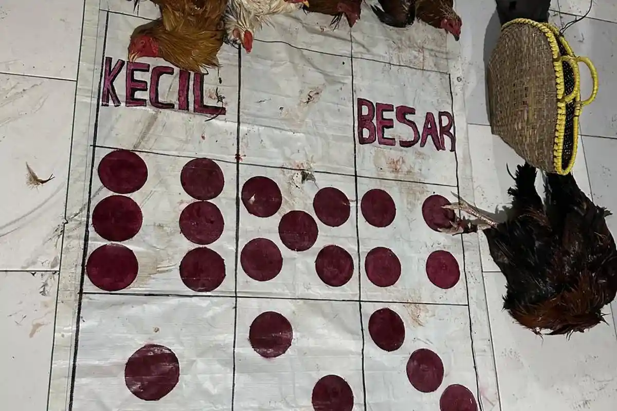 Polisi Amankan 9 Ekor Ayam dari Arena Judi Sabung Ayam di Papalang Mamuju, Empat Pelaku Ditangkap
