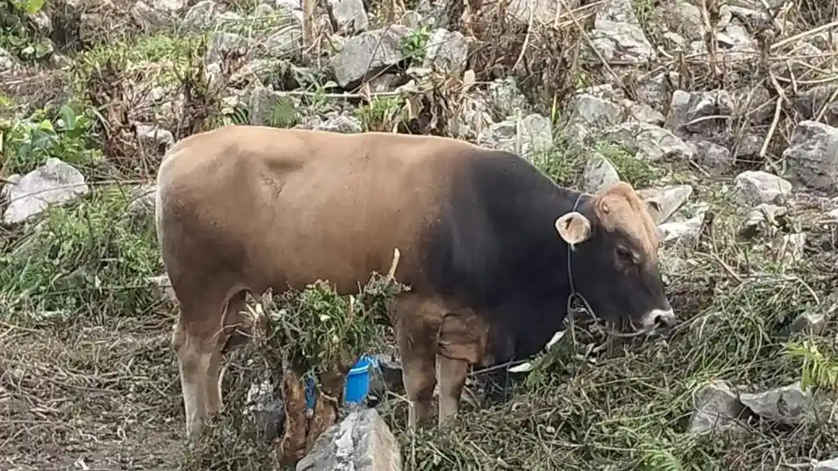 Sapi Leher Hitam Bantuan Presiden Prabowo Jadi Artis Dadakan di ...