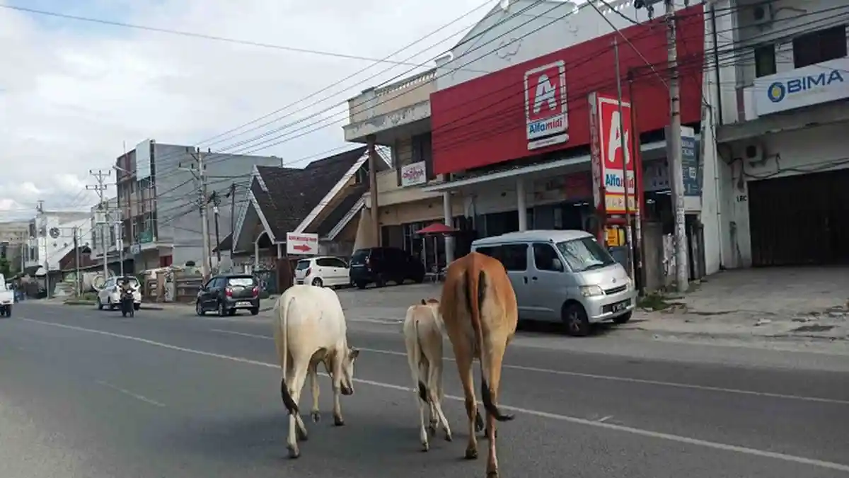 Ternak Sapi Berkeliaran Bebas di Jalan Basuki Rahmat Kota Palu, Pengendara Motor: Ganggu Ketertiban