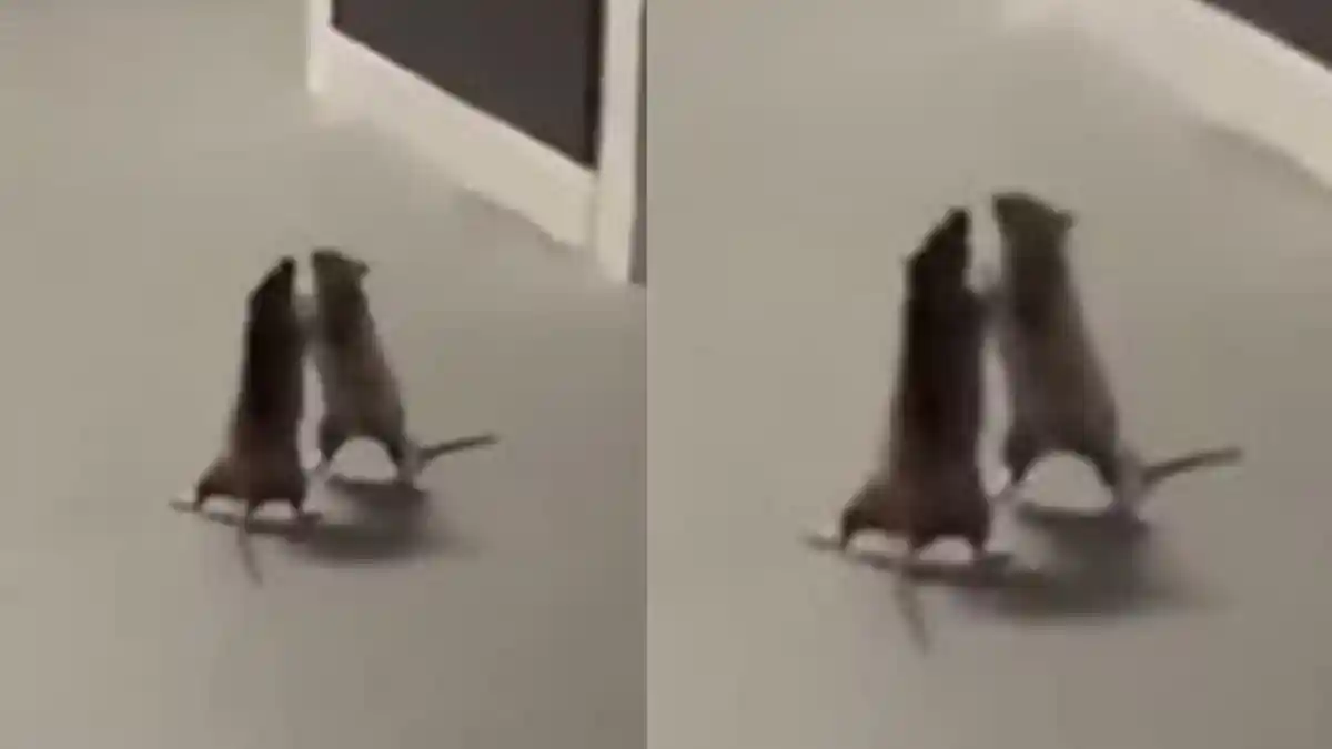 Viral Video Dua Tikus Berkelahi, Kucing Cuma Diam Menonton sampai Pertarungan Selesai