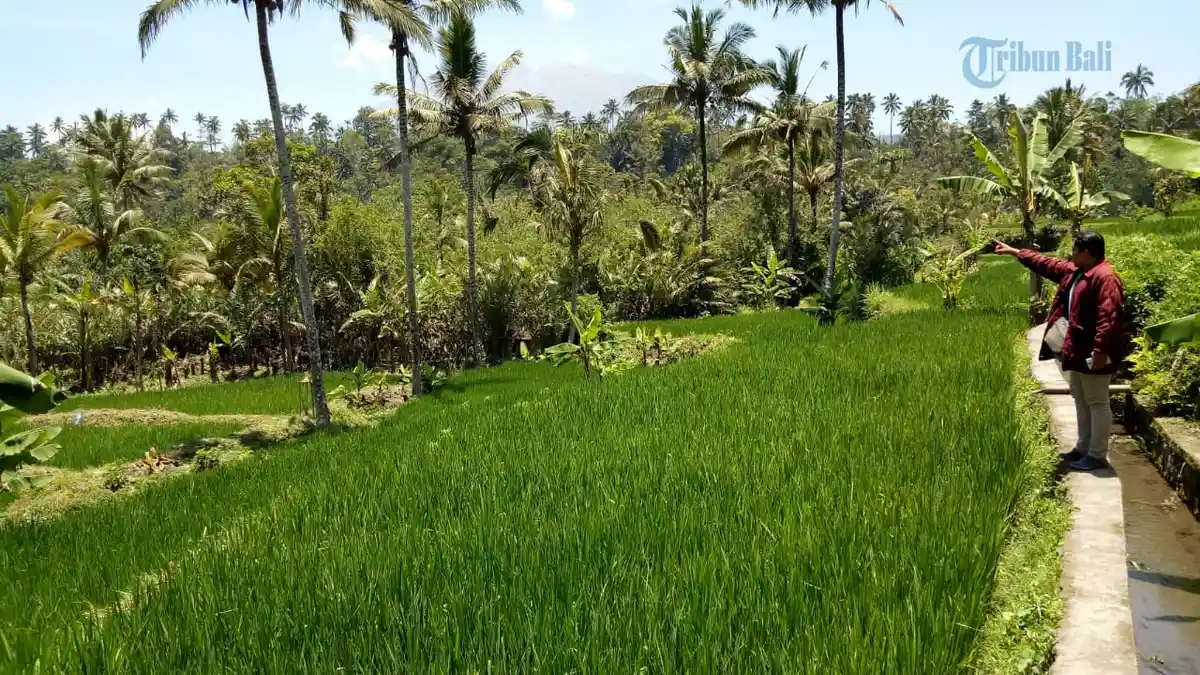 2,7 Hektare Lahan di Desa Duda Timur Karangasem Beralih dari Salak ke Padi