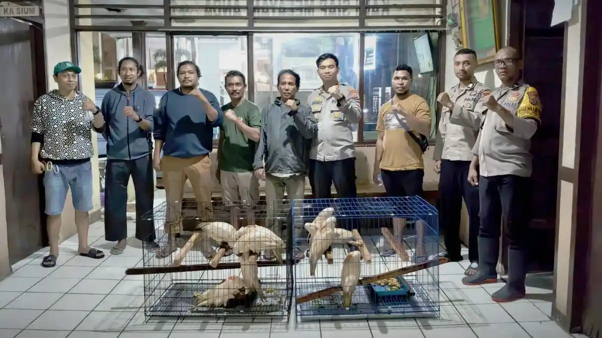 9 Burung Kakatua Maluku Disita dari Rumah Warga Hative Besar - Ambon