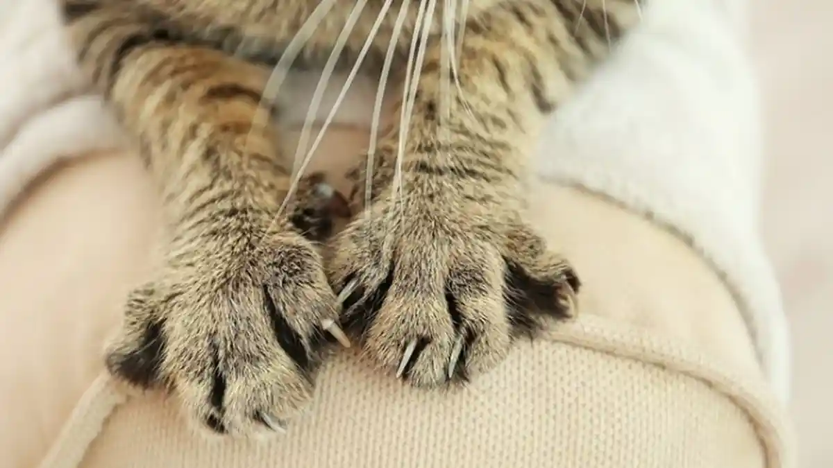 Diam-diam Pelihara Kucing di Pusat Isolasi Covid-19, Satu Keluarga di Korea Utara Ditangkap