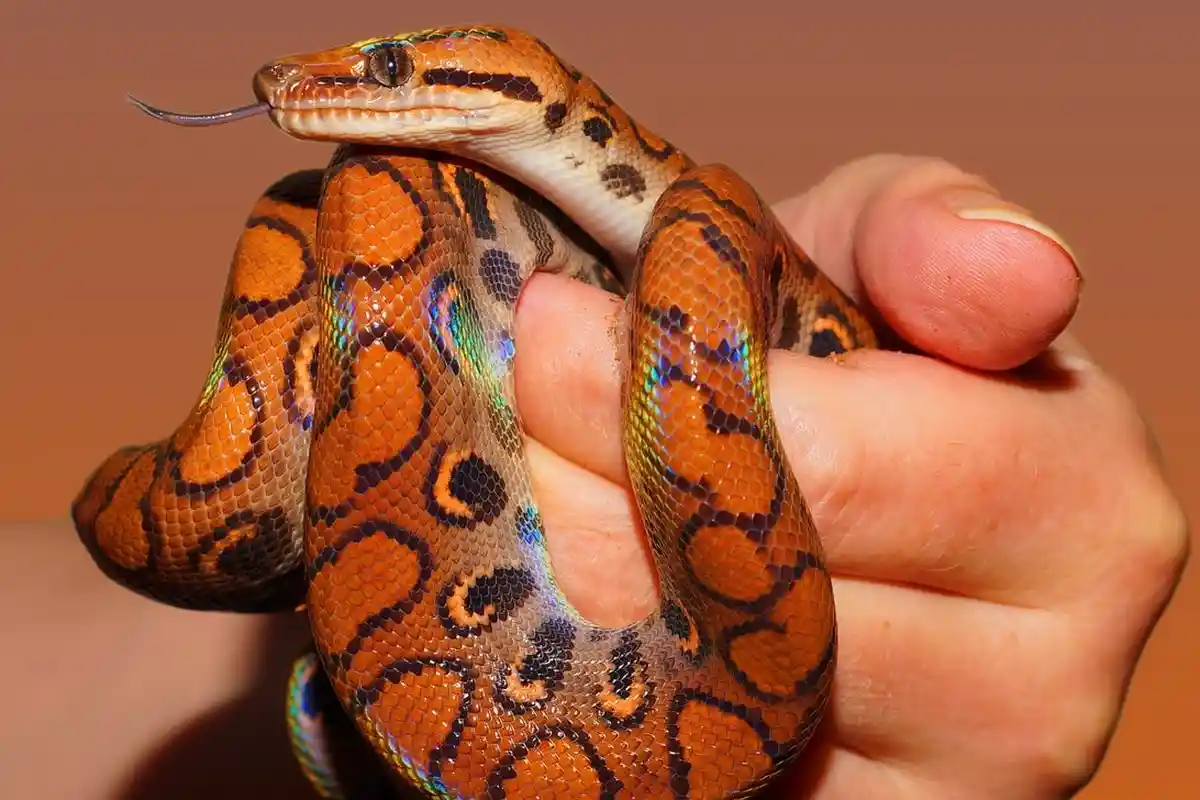 Hati-hati! 5 Arti Mmipi Ular Belang, Pertanda Ada Orang Yang Mengkhianati Dirimu