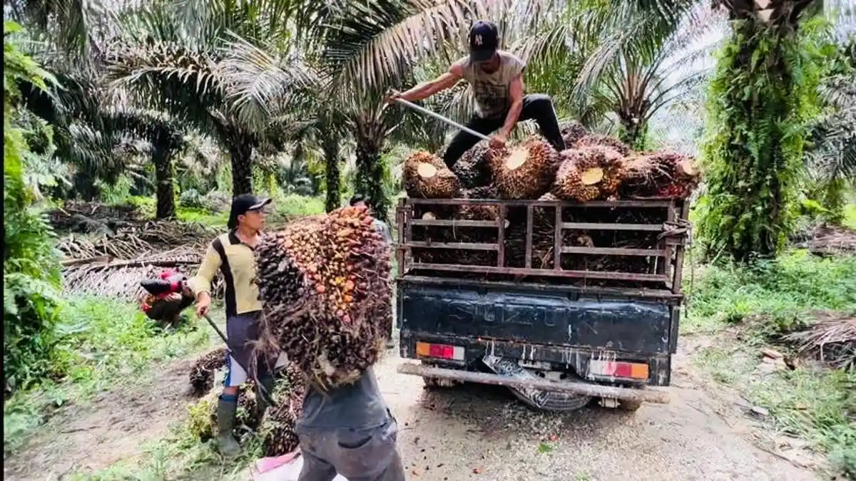 Harga Sawit di Sumay Tebo Masih Bertahan di Angka Rp1.700 Per Kg