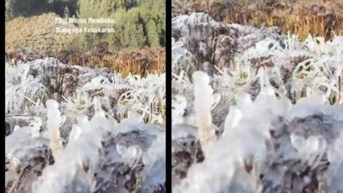 VIRAL Fenomena 'Frozen' Embun Beku di Gunung Bromo, Tumbuhan Diselimuti ...