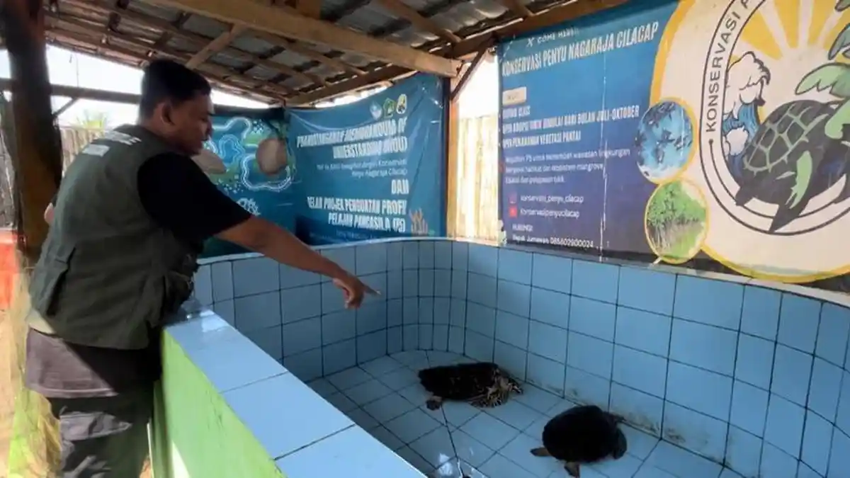 Kisah Jumawan Relawan Nagaraja Cilacap Jaga Laut Selatan: Selamatkan 7.000 Telur Penyu