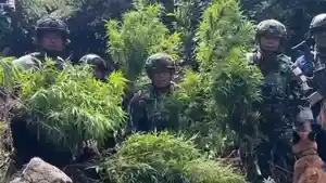 TNI-mengungkap-ladang-ganja-siap-panen-di.jpg
