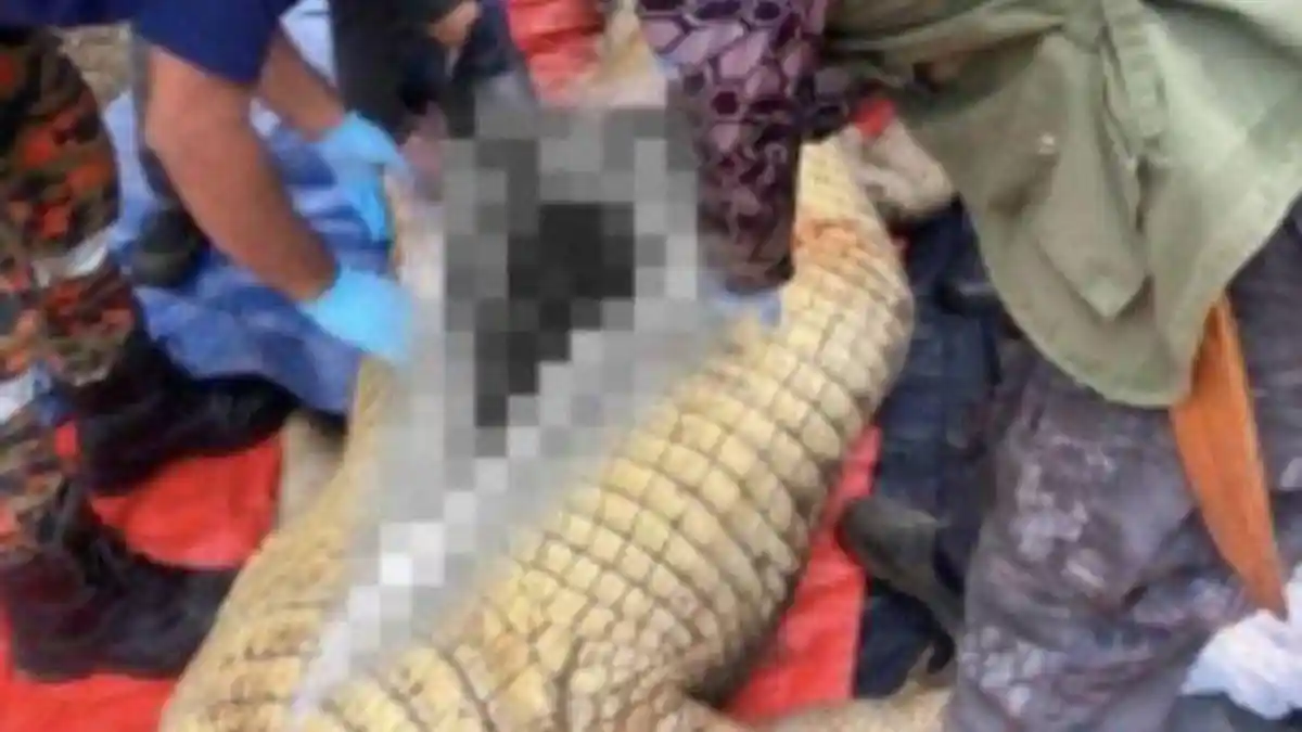 Buaya Ganas Mangsa Nelayan, Saat Perut Dibelah Ada Korban