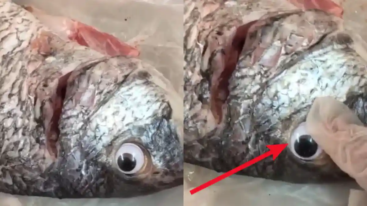 Beli Ikan di Pasar, Wanita Ini Sadar Ia telah Ditipu, Video Buktinya jadi Viral dan Dianggap Lelucon