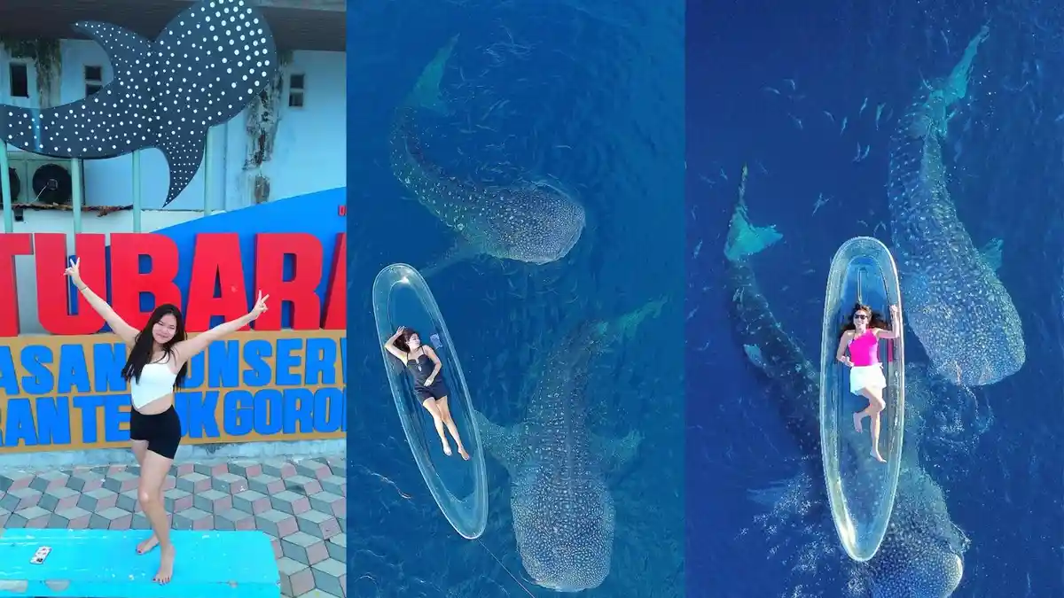 Bikin Heboh Wisatawan! 8 Ekor Hiu Paus Muncul di Botubarani Gorontalo