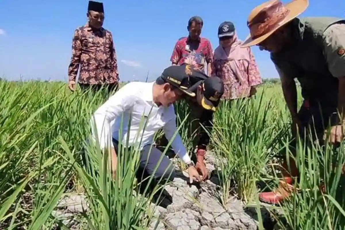 Kemarau, Sekitar 1.000 Hektare Lahan Pertanian di Sidoarjo Dilanda Kekeringan