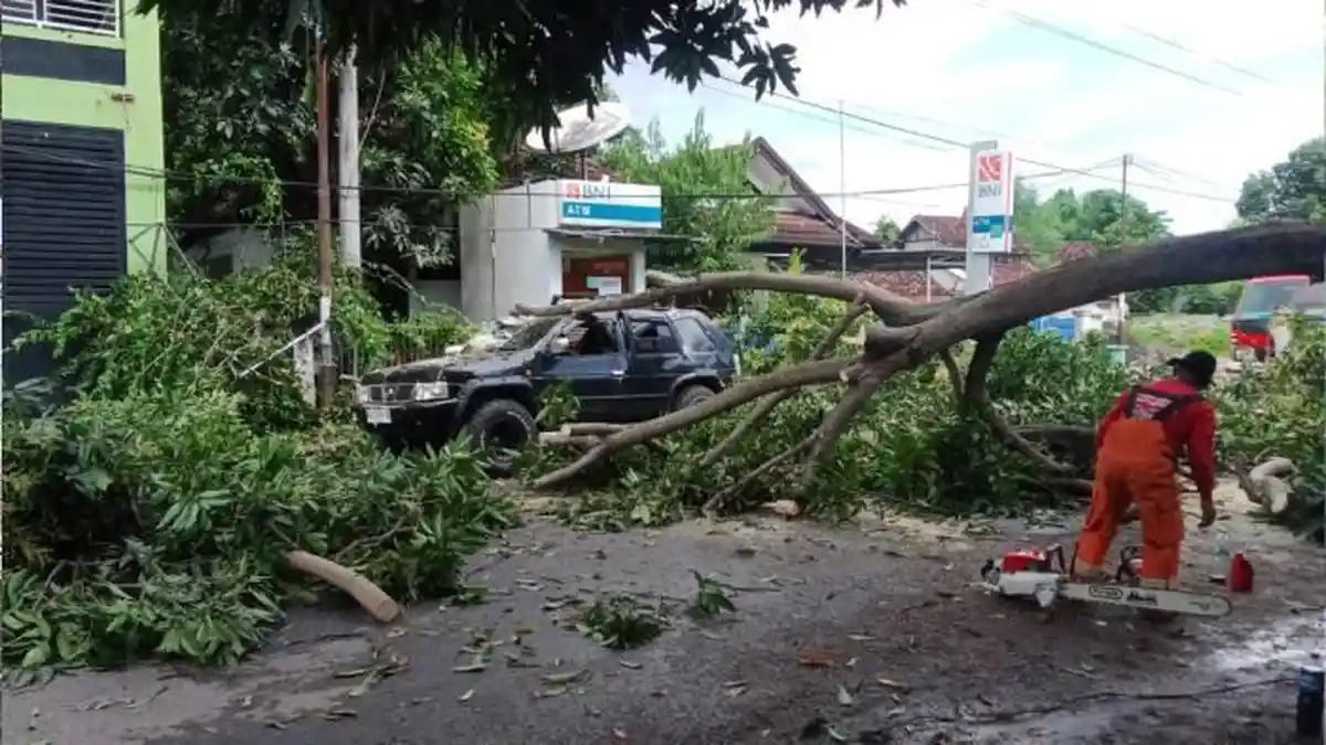 Pohon Tumbang di Kota Bima Hantam 2 Mobil Hingga Penyok