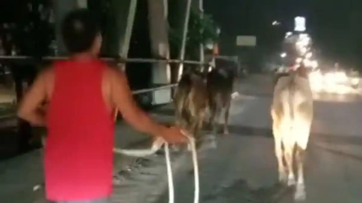 7 Ekor Sapi Lepas di Pekanbaru, Panitia Kurban Idul Adha Usaha Keras Tangkap 2 Sapi