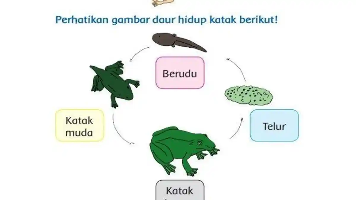 Kunci Jawaban Tema 1 Kelas 3 Halaman 132 Kurikulum 2013: Perhatikan Kembali Gambar Daur Hidup Katak!