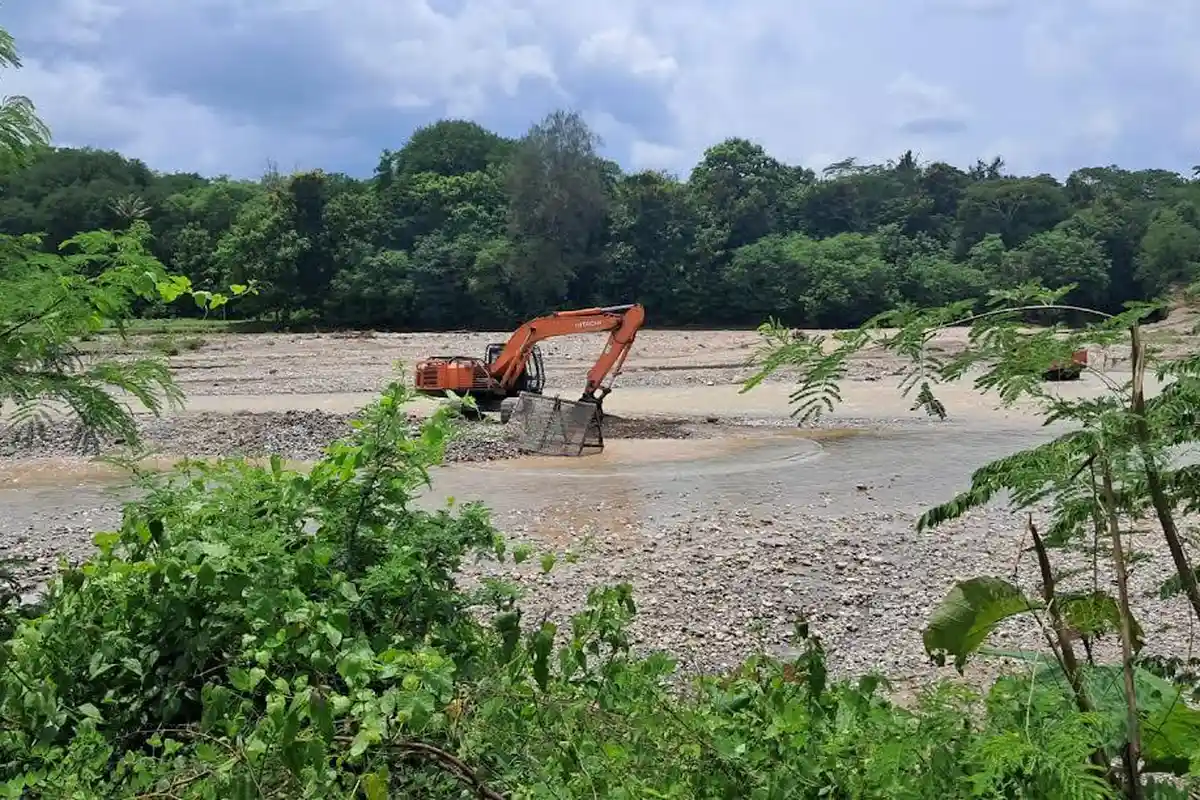 Dampak Galian C Diduga Ilegal di Kali Noemuti TTU,  Kades Naiola : 102 Hektare Sawah Tidak Diolah 