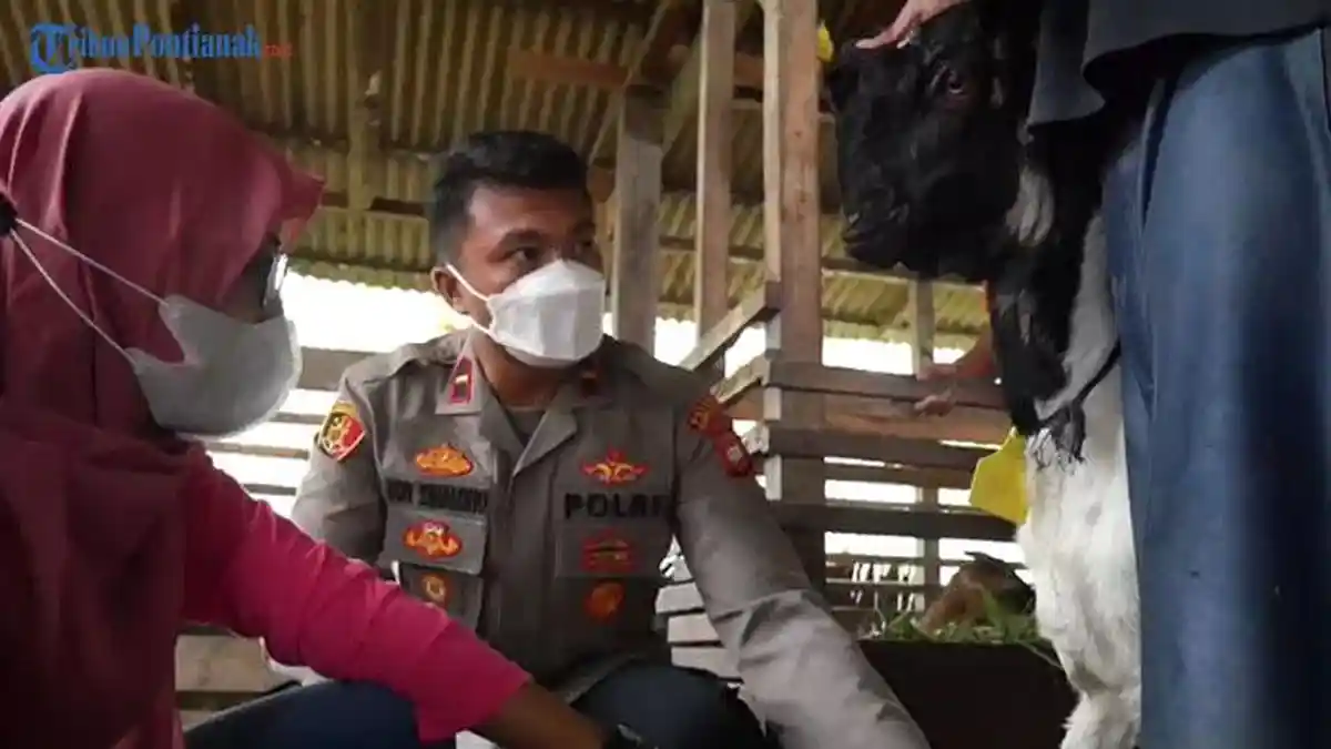 Akibat Penyakit Mulut dan Kuku, Stok Hewan Kurban di Kubu Raya Menipis