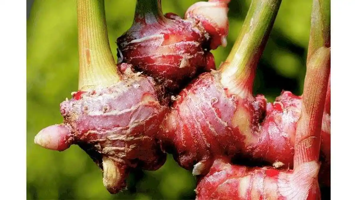 Ini Dia Manfaat Jahe Merah, yang Salah Satunya Dapat Membantu Terhindar dari Penyakit Jantung