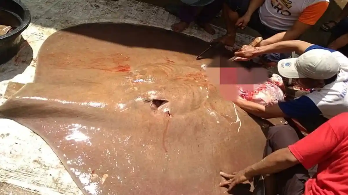 Geger, Ikan Pari Hamil Seberat 150 Kg Terkena Pancing Warga Desa Sedupi PALI, Daging Dibagi-bagi