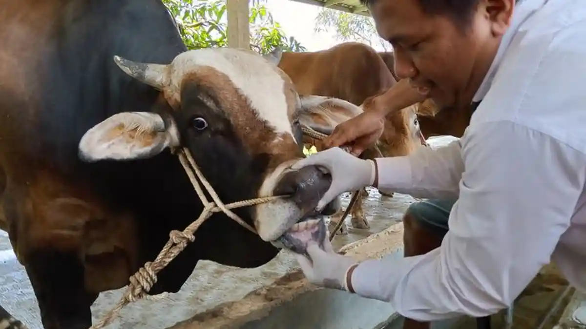 Pembeli Hewan Kurban Disarankan Beli Hewan Yang Sudah Dilabeli Layak, Begini Kata DPKH Indramayu