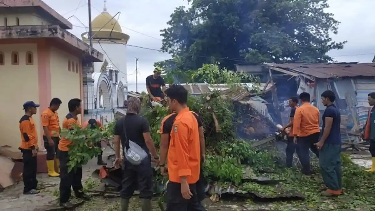 Hanya Dalam Sehari, 9 Pohon Tumbang di Padang Pariaman: Berikut Titik Lokasinya