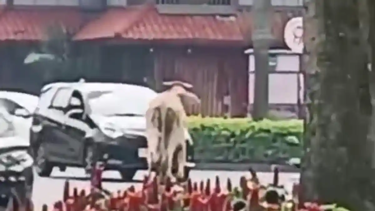 Terjun dari Mobil, Dua Sapi Kurban di Tangerang Ngamuk dan Hampir Seruduk Pengendara