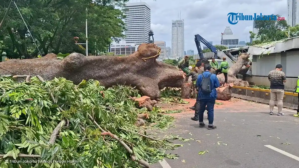BREAKING NEWS: Pohon Raksasa Tumbang di Bundaran Senayan Timpa Jalur MRT