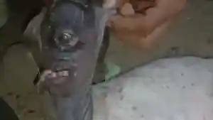 Kambing-mata-satu-sempat-hebohkan-warga-di-Desa-Gattugan-Kecamatan-Campalagian-Polman.jpg