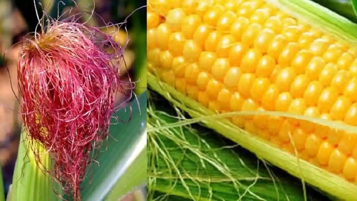 Tak Banyak yang Tahu, Ternyata Ini Manfaat Rambut Jagung untuk Kesehatan