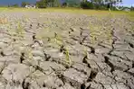 kekeringan-kemarau_20150727_221233.jpg