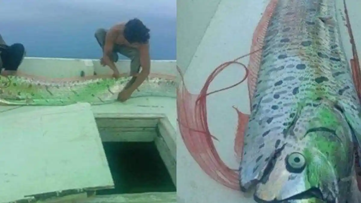 Munculnya Ikan Oarfish Pertanda Gempa dan Tsunami, Begini Kata Ahli dari BMKG