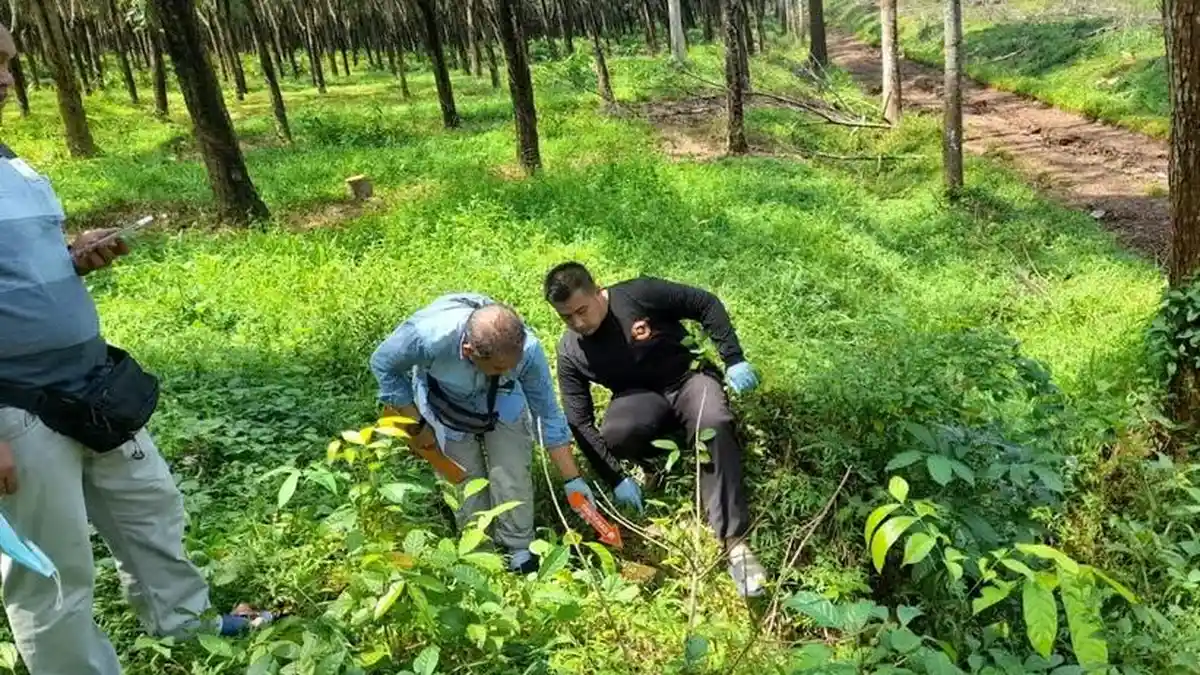 Motif Pembunuhan Pria di Perkebunan PTPN IX Bringin Diduga Gegara Uang Jualan Motor