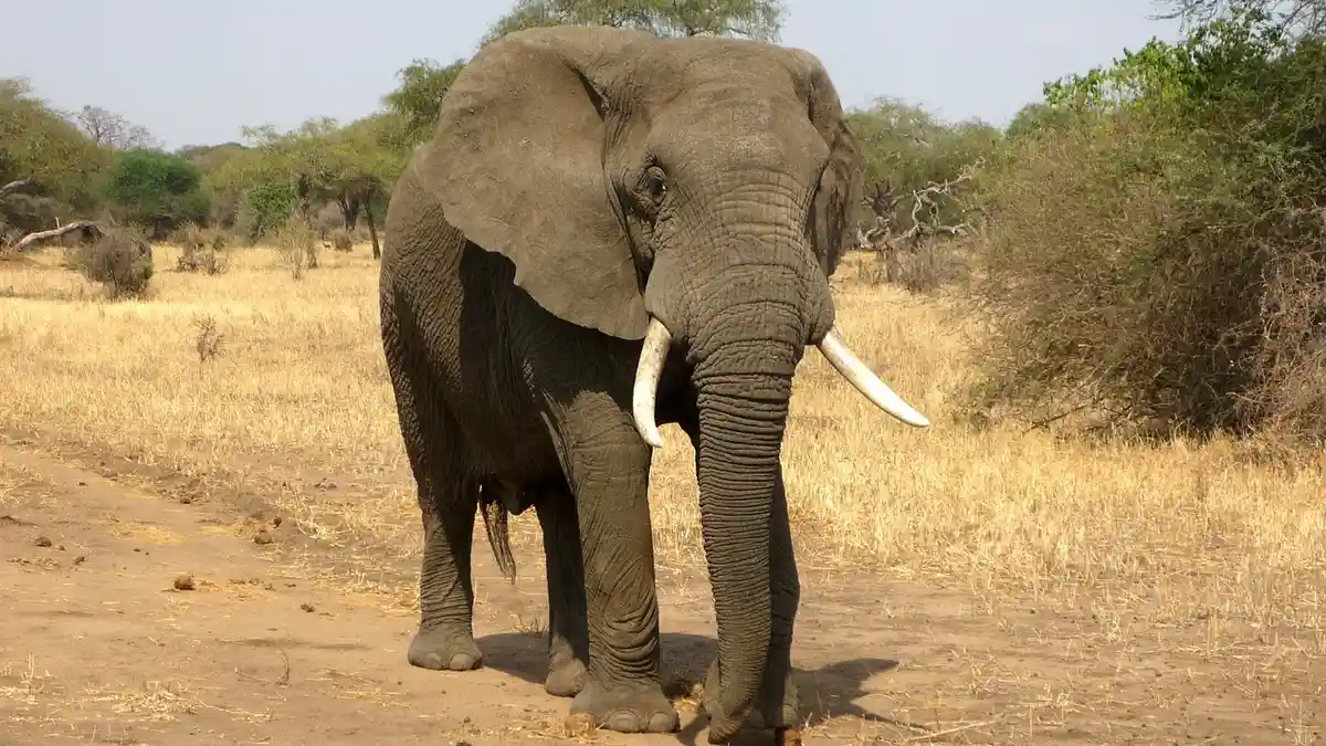 Iseng Menghipnotis Gajah, Pria Ini Malah Tewas Diinjak Hewan Besar Itu, Begini Kronologinya