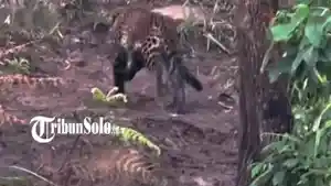 kucing-hutan-4.jpg