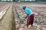 20260317-seorang-petani.jpg