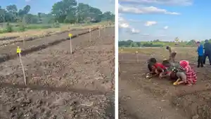 Penamaan-kacang-hijau-di-sabu-raijua.jpg