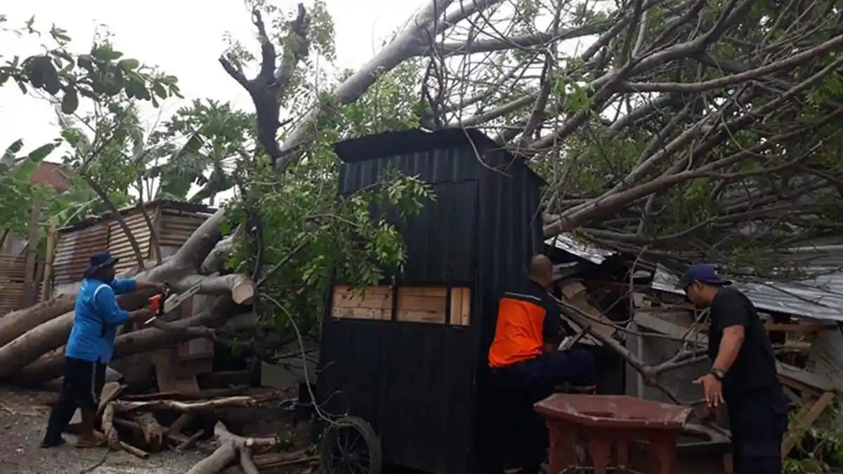 BREAKING NEWS: Pohon Tumbang di Jalan Drupadi, Pemilik Selamat dari Maut Setelah Diteriaki Warga