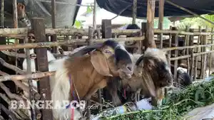 20260517-KAMBING-KURBAN.jpg