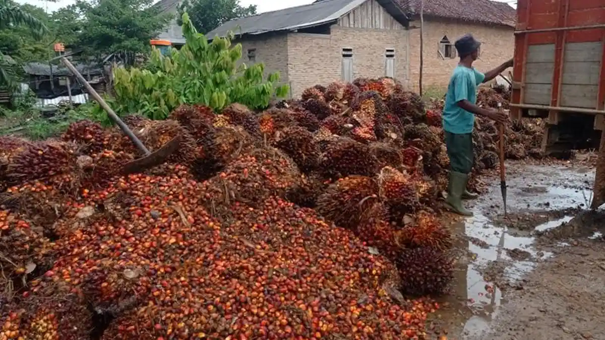 57 Hektare Lahan Sawit Petani di Mesuji Bakal Peremajaan Gratis Program ...