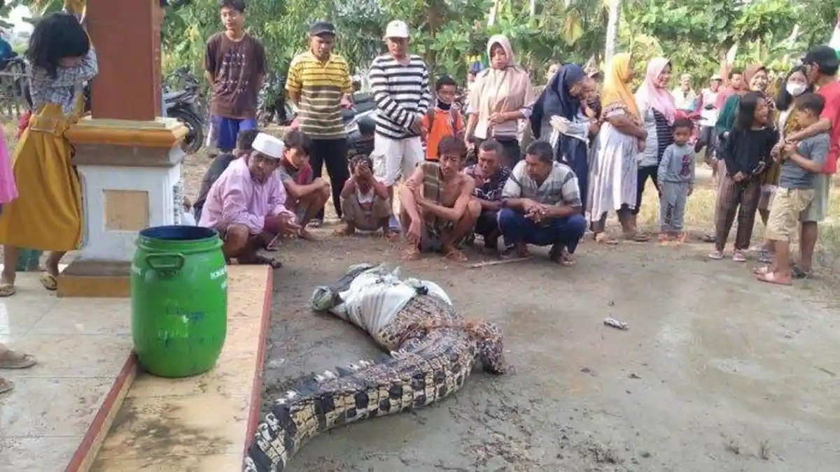 Penampakan Buaya Muara Berbobot 100 Kilogram yang Diduga Cari Tempat Bertelur di Lampung Selatan