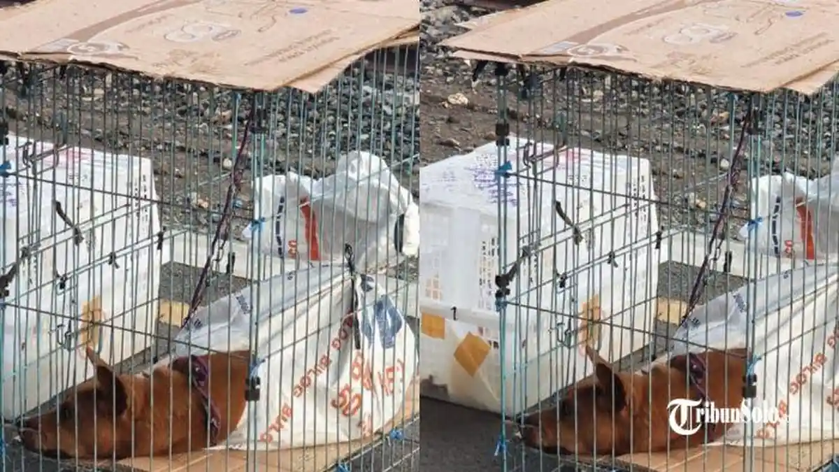 Dugaan Perdagangan Anjing Lewat KA dari Stasiun Purwosari Solo, Warga Sebut Sudah 2 Kali Pergoki