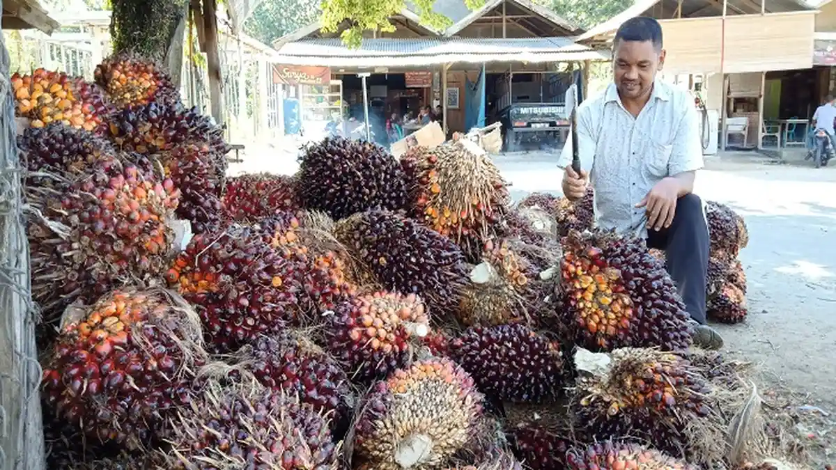 Pengusaha Beli Murah Sawit Rakyat
