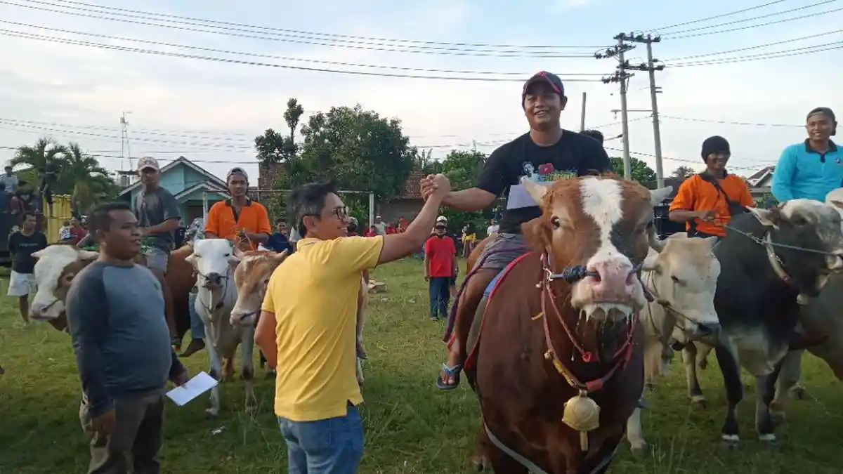 Pemilik Sapi Ternak di Terbanggi Besar Lampung Tengah Siap Gelar Pertunjukan Sapi Tunggang