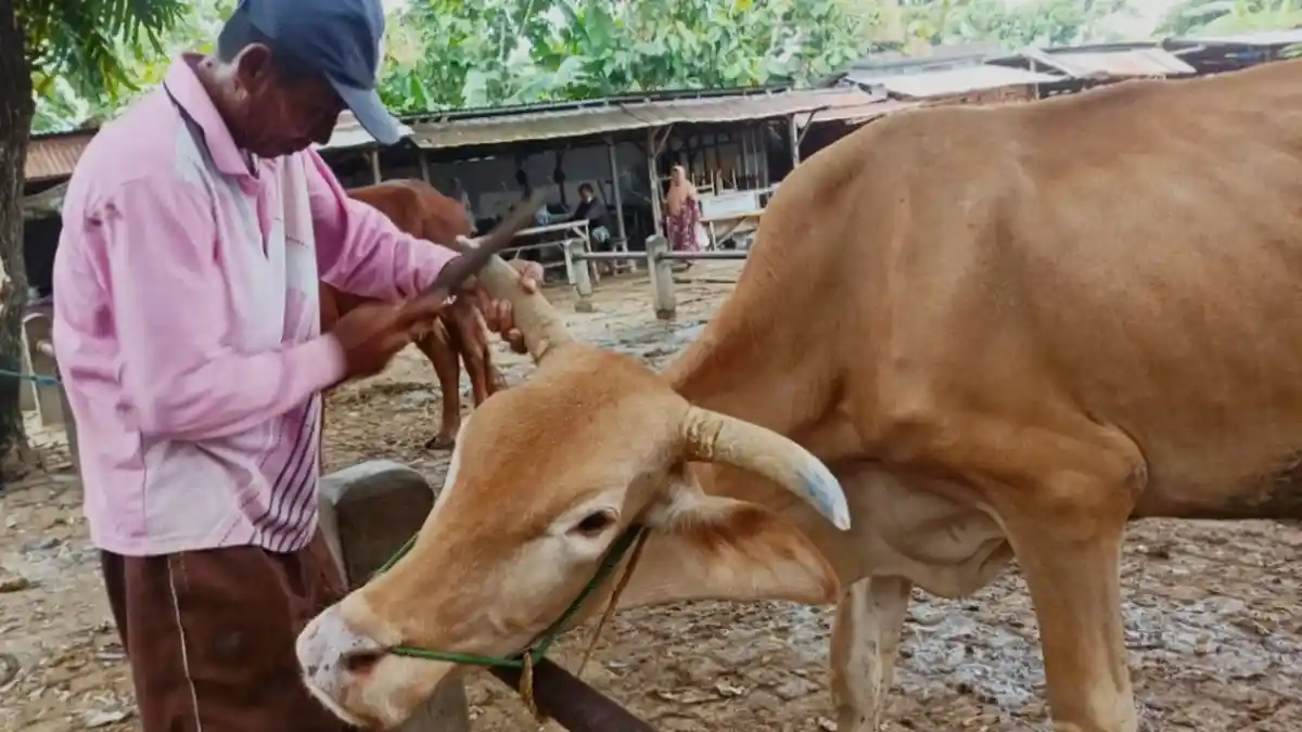 Mengenal Salon Sapi di Pasar Pon Blora, Pistol dan Karjono Terampil Percantik Tampilan Hewan